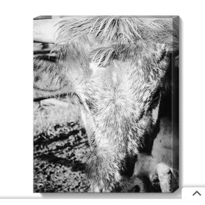 16 x 20 canvas bull photo